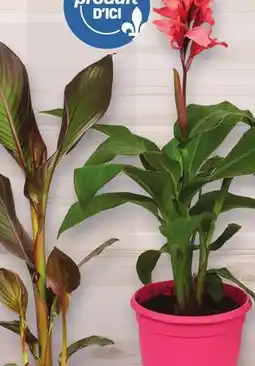 Metro PLANTE CANNA | CANNA PLANT offer