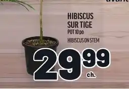 Metro HIBISCUS SUR TIGE | HIBISCUS ON STEM offer