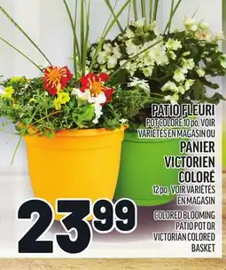 Metro PATIO FLEURI | COLORED BLOOMING PATIO POT offer