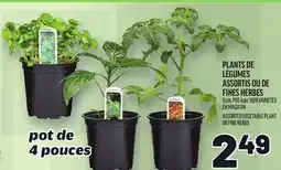 Metro PLANTS DE LÉGUMES ASSORTIS OU DE FINES HERBES | ASSORTED VEGETABLE PLANT OR FINE HERBS offer