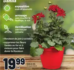 Metro DAHLIA XXL | DAHLIA XXL offer