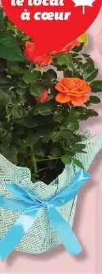 IGA MINI-ROSEBUSH offer