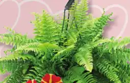 IGA BOSTON FERN, FLOWERING PLANT offer
