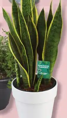 IGA TROPICAL PLANT offer