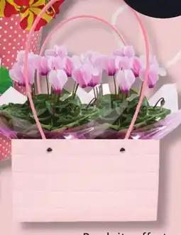 IGA FLOWERING PLANT offer