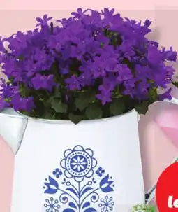 IGA CAMPANULE FLOWER POT offer