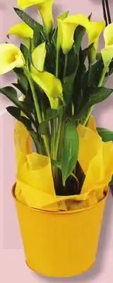 IGA CALLA offer