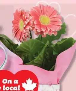 IGA FLOWER POT offer