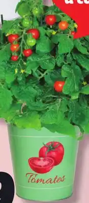 IGA TOMATO PLANT OR FLOWER POT offer