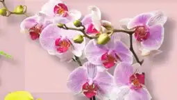 IGA ORCHID offer