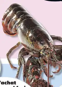 IGA COOKED FRESH OR LIVE LOBSTER offer
