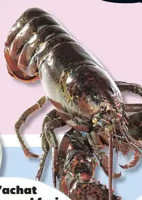 IGA COOKED FRESH OR LIVE LOBSTER offer
