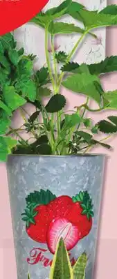 IGA CAMPANULE, STRAWBERRY PLANT offer