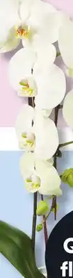 IGA CASCADE ORCHID, ADMIRE BOUQUET, PINEAPPLE PLANT offer