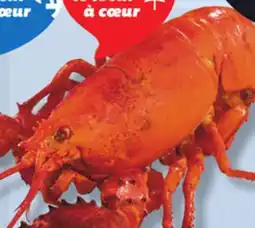IGA COOKED FRESH LOBSTER offer