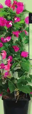 IGA BOUGAINVILLEA TRELLIS offer