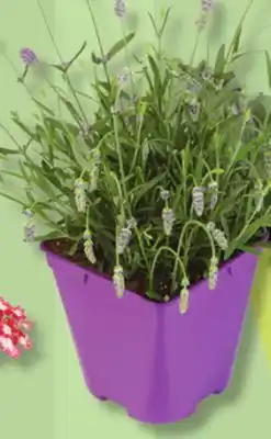 IGA FRAGRANCE PLANT offer