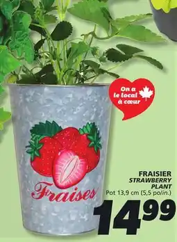 IGA STRAWBERRY PLANT offer