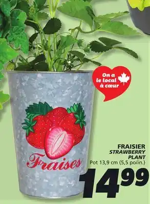 IGA STRAWBERRY PLANT offer