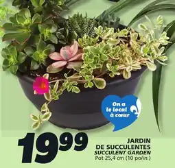 IGA SUCCULENT GARDEN offer