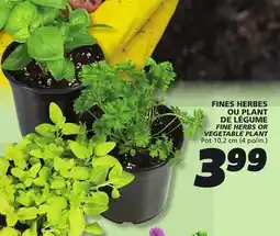 IGA FINE HERBS OR VEGETABLE PLANT offer