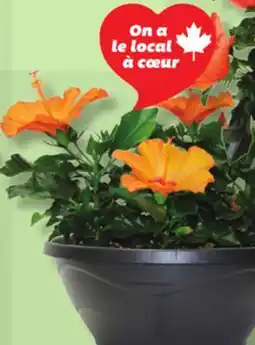 IGA HIBISCUS offer