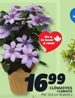 IGA CLEMATIS offer