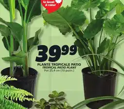 IGA PLANTE TROPICALE PATIO offer
