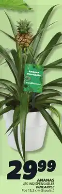 IGA PINEAPPLE offer