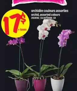 Maxi ORCHIDÉE | ORCHID offer
