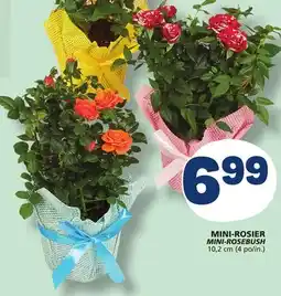 Marché Bonichoix MINI-ROSEBUSH offer