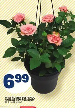 Marché Bonichoix HANGING MINI-ROSEBUSH offer