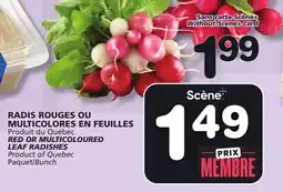 Marches Tradition RED OR MULTICOLOURED LEAF RADISHES offer
