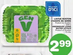 Marches Tradition GEN V GREENHOUSE LIVING BUTTER LETTUCE offer