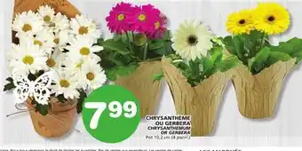 Marches Tradition CHRYSANTHEMUM OR GERBERA OR GERBERA Pot offer
