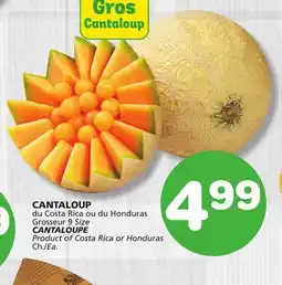 Marches Tradition CANTALOUPE offer