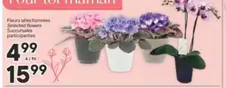 Brunet Fleurs sélectionnées offer