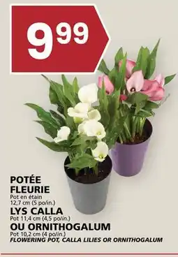 Rachelle-Bery Grocery FLOWERING POT, CALLA LILIES OR ORNITHOGALUM offer