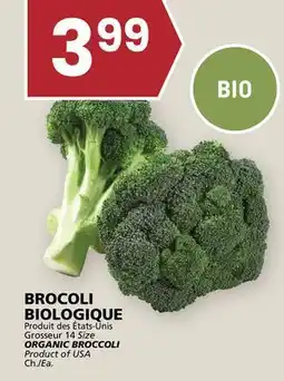 Rachelle-Bery Grocery ORGANIC BROCCOLI offer