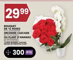 Rachelle-Bery Grocery LES INDISPENSABLES Pot 15,2 cm (6 po/in.) 12-ROSE BOUQUET, CASCADE ORCHID OR PINEAPPLE PLANT 300 offer