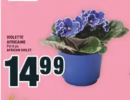 Super C VIOLETTE AFRICAINE | AFRICAN VIOLET offer