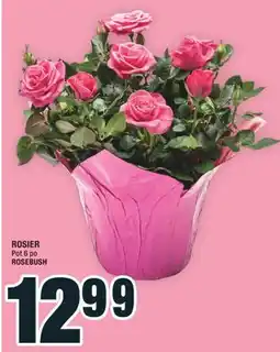 Super C ROSEBUSH | ROSIER offer
