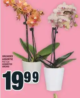 Super C ORCHIDÉE ASSORTIE | ASSORTED ORCHID offer