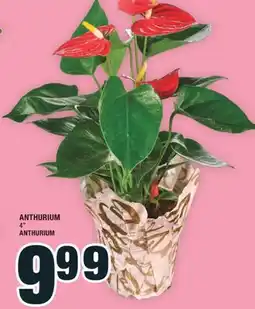 Super C ANTHURIUM 4 | ANTHURIUM offer