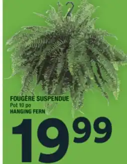Super C FOUGÈRE SUSPENDUE | HANGING FERN offer