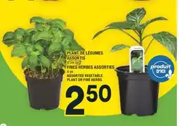 Super C PLANT DE LÉGUMES ASSORTIS | ASSORTED VEGETABLE PLANT OR FINE HERBS offer