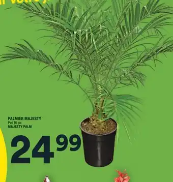 Super C PALMIER MAJESTY | PALMIER MAJESTY offer