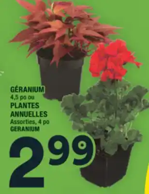 Super C GÉRANIUM | GERANIUM offer