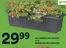 Super C BALCONNIÈRE AVEC DRACÉNA | WINDOW BOX WITH DRAECENA offer