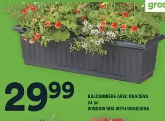 Super C BALCONNIÈRE AVEC DRACÉNA | WINDOW BOX WITH DRAECENA offer